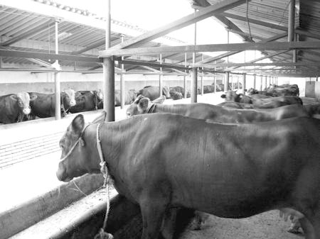 產(chǎn)業(yè)發(fā)展看平?jīng)觥捌經(jīng)黾t?！眽乳_花墻外紅