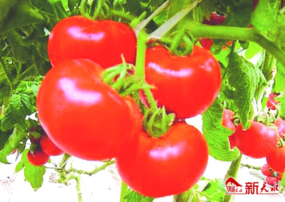 天水：復工復產(chǎn)復“春”來 戰(zhàn)“疫”戰(zhàn)貧戰(zhàn)猶酣