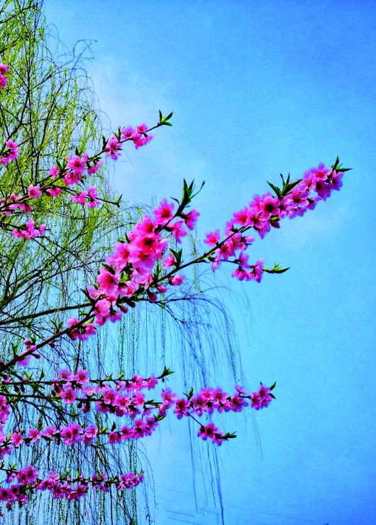 銅城桃花嫵媚綻放！君莫宅家辜負春光美景