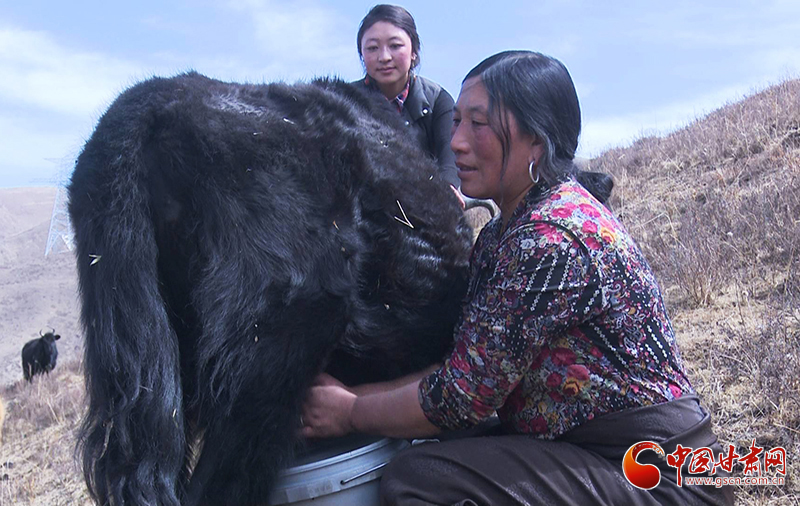 甘肅合作：高原上盛開(kāi)了一朵美麗的“格?；ā保▓D）