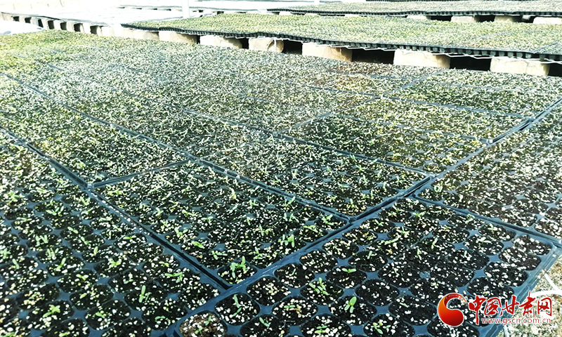 甘肅瓜州：陽(yáng)春三月育苗忙（圖）