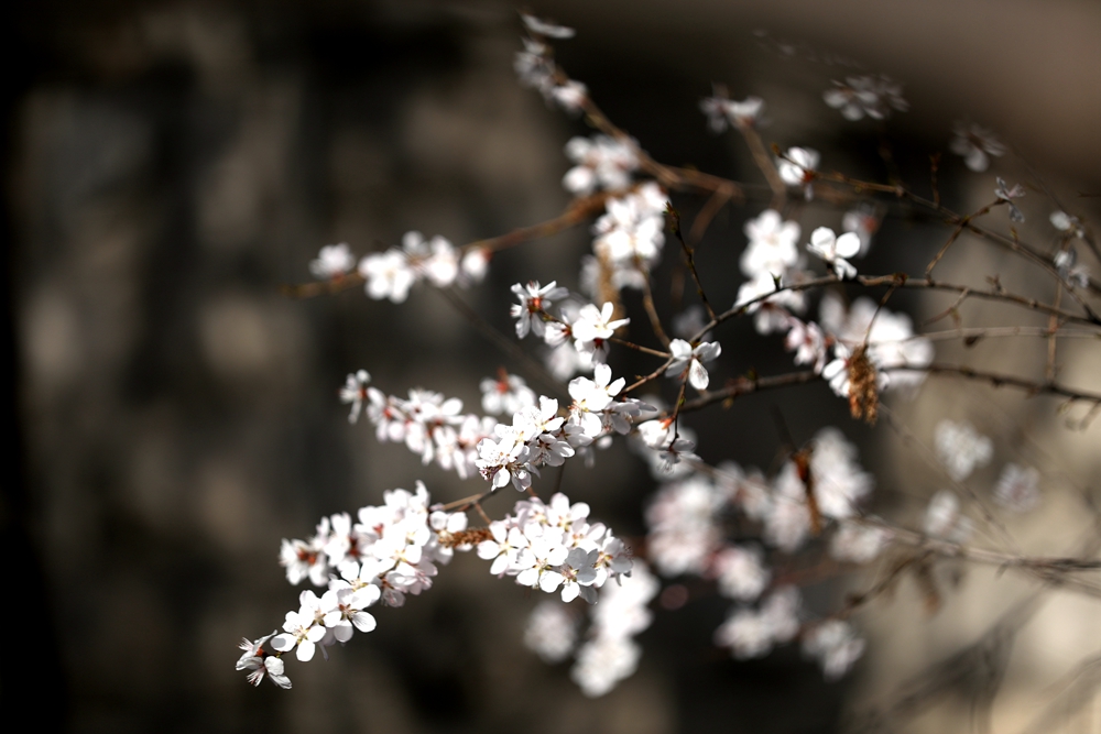 海報|花開隴原，甘肅這些景區(qū)正在復蘇！
