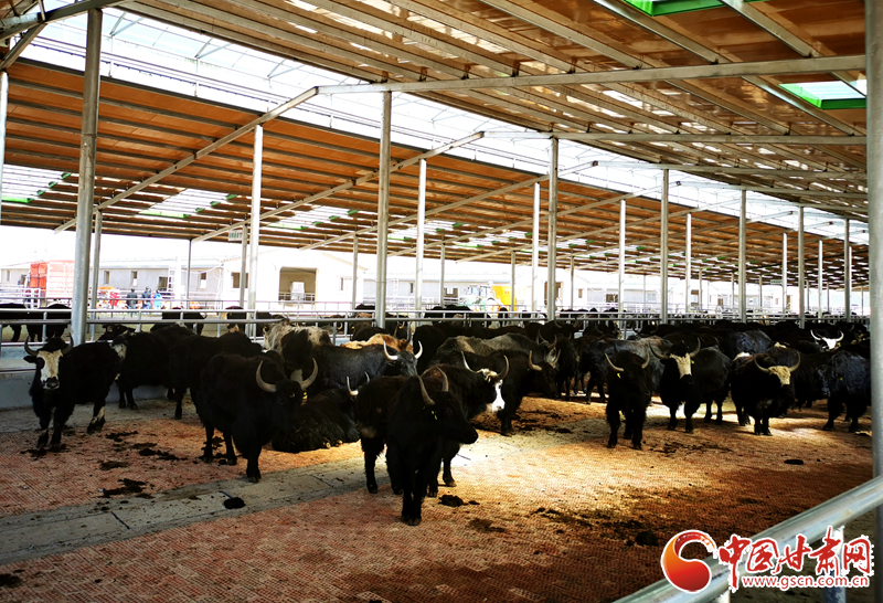 【甘肅省決戰(zhàn)決勝脫貧攻堅】農牧結合養(yǎng)起“脫貧?！?產業(yè)增效共唱“致富歌”