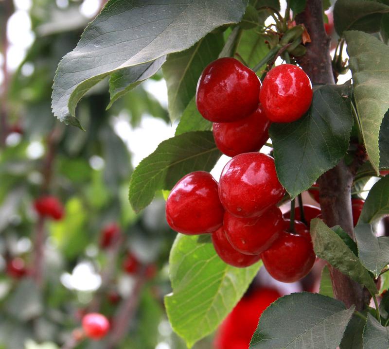 趕緊約起來！民勤紅旗谷櫻桃采摘園開園啦！