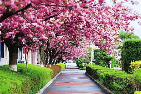 【印象隴原】去兩當，與櫻花赴約