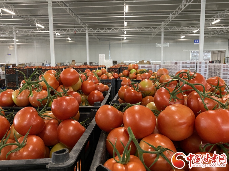 【甘肅省決戰(zhàn)決勝脫貧攻堅】張掖民樂：寒旱農業(yè)有種頭 縣委書記來“代言”