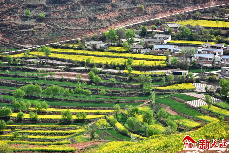 武山：萬(wàn)畝油菜花開(kāi) 詩(shī)意染盡山野