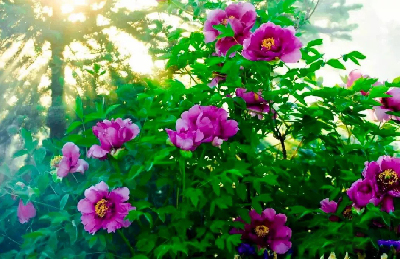 【“甘味”故事】“百花王”駕到！國色傾城正當時