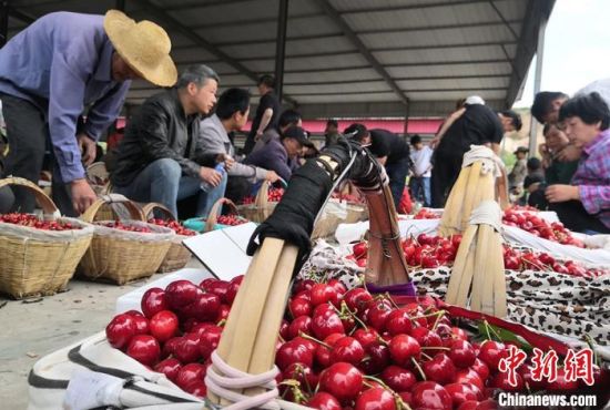 天水農(nóng)戶(hù)致富“有方” “靠山吃山”發(fā)展林果業(yè)助增收