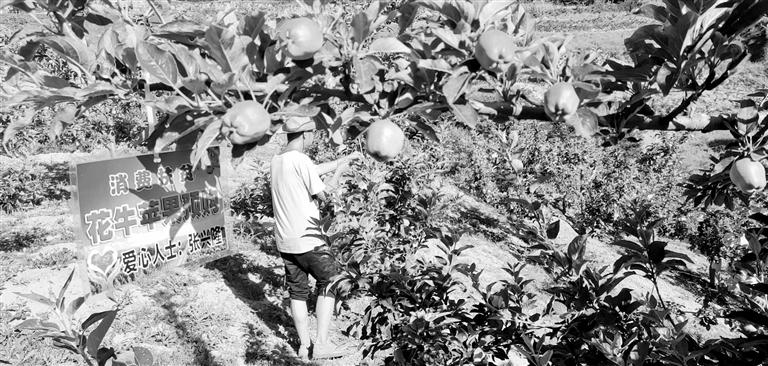 “于堡村果園”開張記——認購“一棵樹”，結(jié)出“致富果”