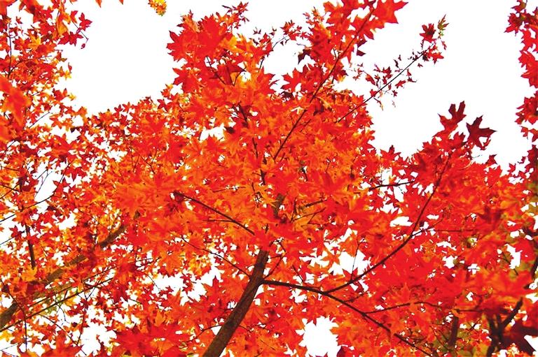 出彩啦！蘭州高校秋景驚艷來(lái)襲，快到秋日調(diào)色盤里pick你的母校