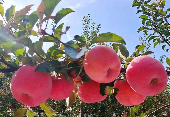 【中國的脫貧智慧】會(huì)寧：蘋果“映紅”農(nóng)民致富路 