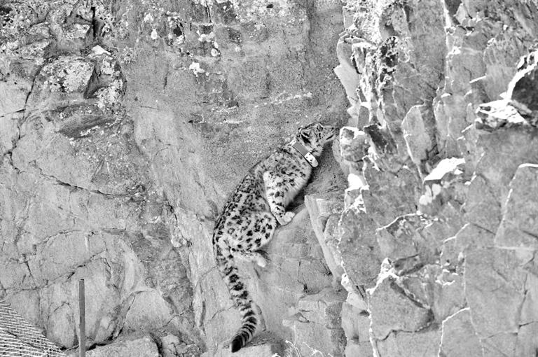 首例！肅北鹽池灣保護(hù)區(qū)一只雪豹被戴上定位項(xiàng)圈