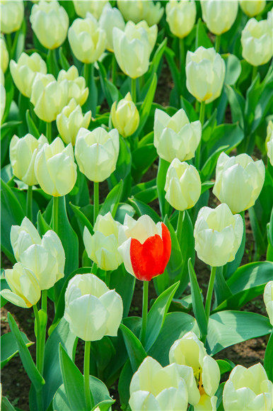 花叢中，別具一格。羅云希 攝