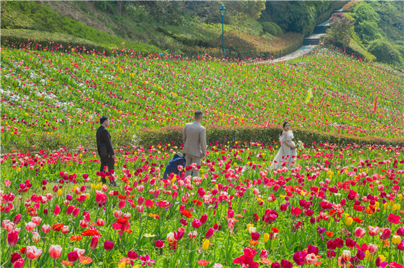 花海間，拍上一組美美的婚紗照。羅云希 攝