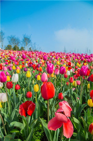 花的海洋。羅云希 攝