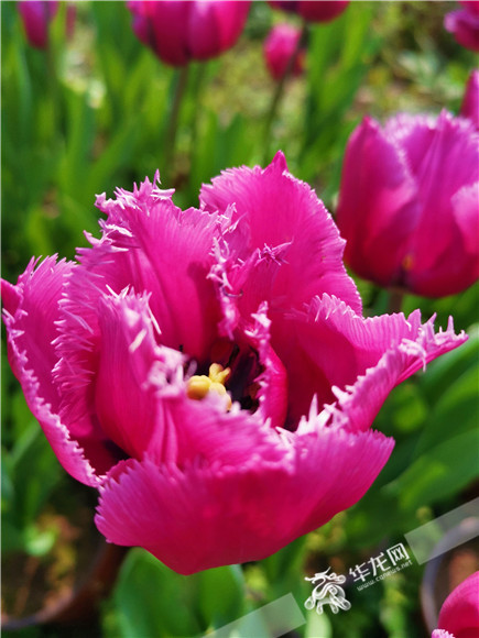 特色郁金香品種，花邊呈鋸齒狀。華龍網(wǎng)—新重慶客戶端記者 舒婷 攝