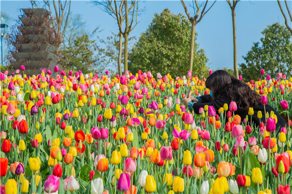 五顏六色郁金香花海。羅云希 攝
