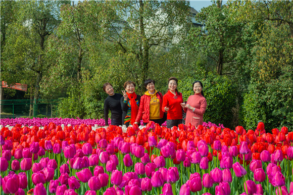 游客在郁金香花海里拍照打卡。羅云希 攝