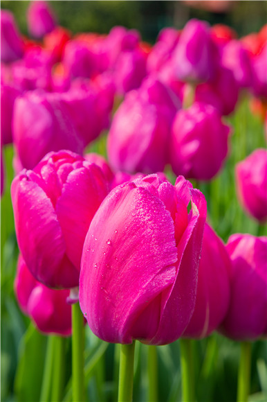 郁金香嬌艷欲滴。羅云希 攝