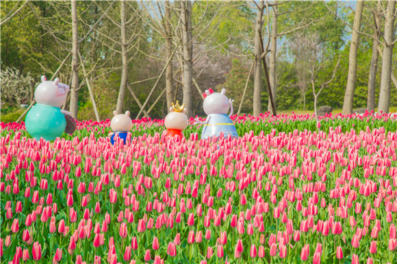 長(zhǎng)壽湖郁金香次第開放。羅云希 攝
