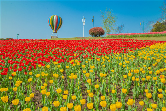 長(zhǎng)壽湖郁金香開得正好。羅云希 攝