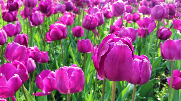 紫色郁金香。華龍網(wǎng)—新重慶客戶端袁舒含 攝