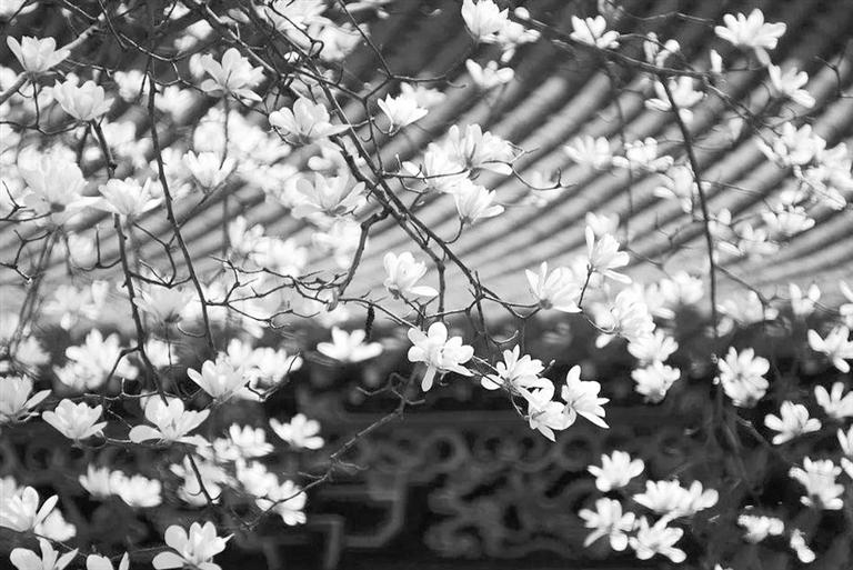 天水雙玉蘭堂，吟杜甫詩 煎泉水茶 賞白石書法