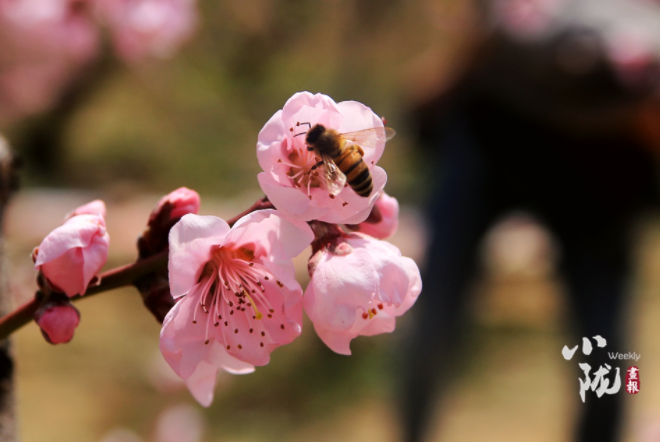 【小隴畫報·113期】最美人間四月天，灼灼桃花映秦安