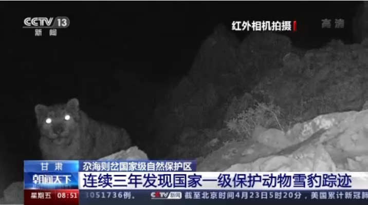 “大貓”出沒！甘肅尕海則岔保護(hù)區(qū)連續(xù)三年發(fā)現(xiàn)雪豹蹤跡