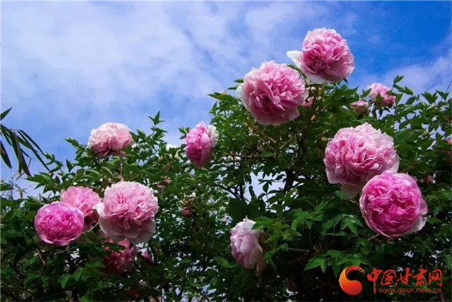 【五一游甘肅】暢游“臨洮縣紫斑牡丹文化旅游節(jié)”，這份攻略請收下！