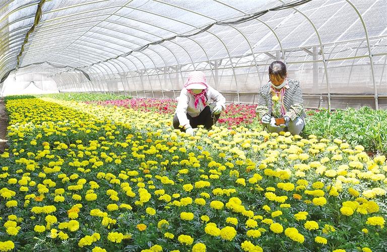 臨夏東鄉(xiāng)縣利用“企業(yè)+農戶”合作模式推進“農光互補”項目建設