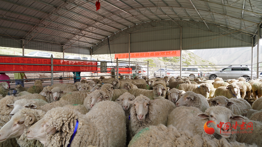 肅南：“羊”帆起航小康路 推進畜牧業(yè)高質量發(fā)展