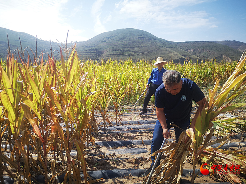 【慶豐收 感黨恩】定西安定：劉鴻奎的豐收節(jié)！