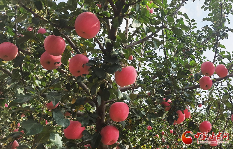 【小康圓夢(mèng)·看甘肅】平?jīng)鲮o寧：百萬畝蘋果喜獲豐收“待字閨中”