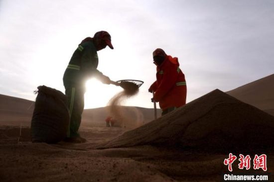 圖為“駱駝保姆”用土方法清理駝糞?！垥粤?攝