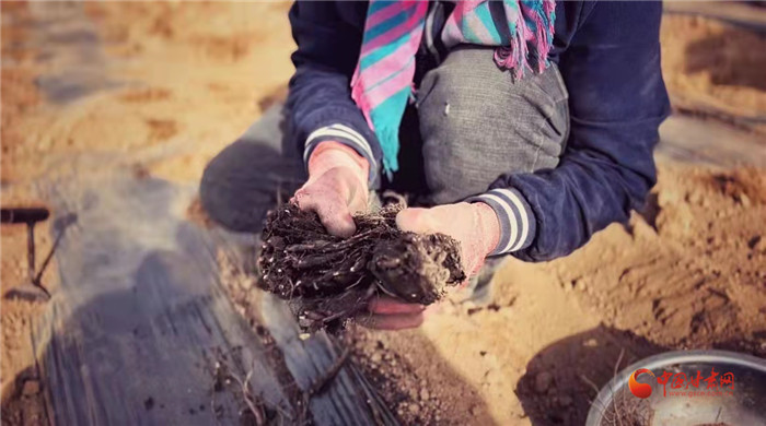 【隴拍客】好消息！榆中縣馬坡鄉(xiāng)在高海拔的馬銜山山麓種植1500畝當(dāng)歸