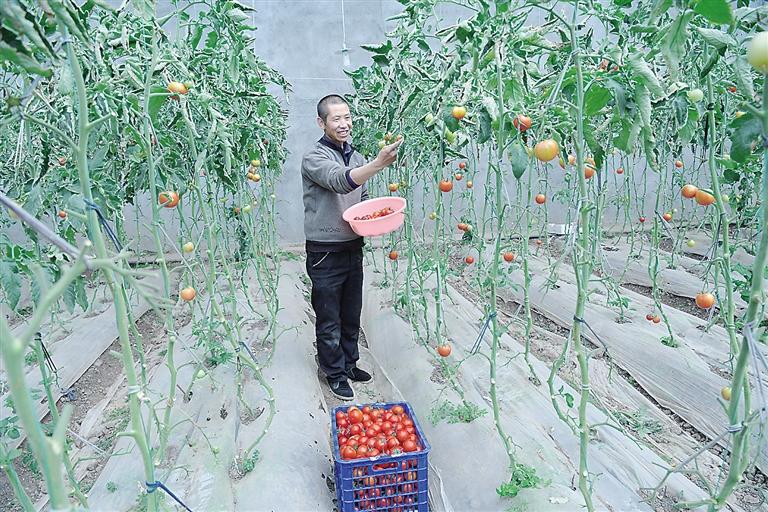 臨夏縣尹集、刁祁鎮(zhèn)易地扶貧搬遷后續(xù)產(chǎn)業(yè)園有日光溫室534座