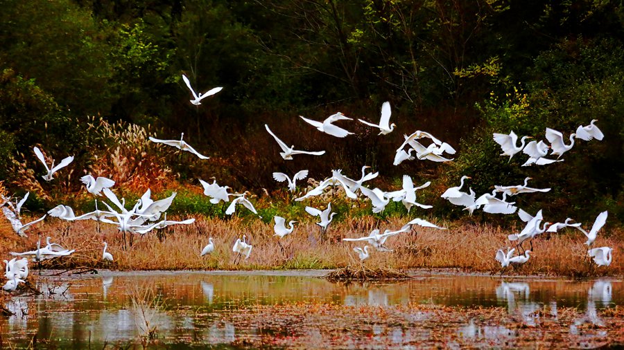 白鷺翩躚舞初冬。吳康軍攝