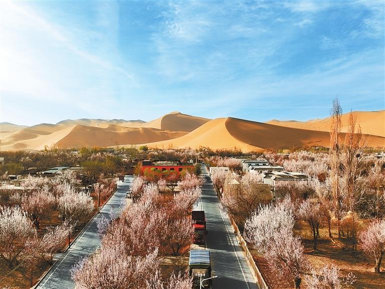 近日，敦煌鳴沙山下的李廣杏杏花陸續(xù)開(kāi)放，美如畫(huà)卷。新甘肅·甘肅日?qǐng)?bào)通訊員　張曉亮