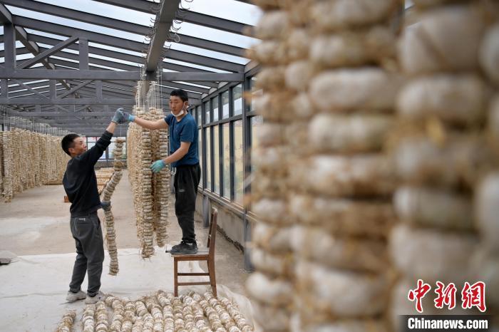 圖為5月10日，工作人員將用青稞面和青稞草等制成的曲坯用繩子串起來晾曬。九美旦增　攝