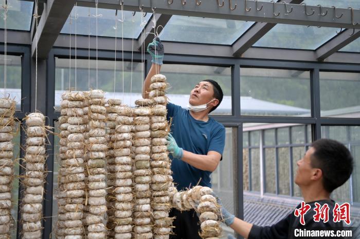 圖為5月10日，工作人員將用青稞面和青稞草等制成的曲坯用繩子串起來晾曬。九美旦增　攝
