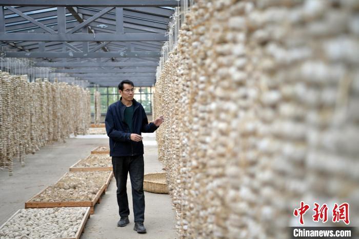 圖為5月10日，工作人員檢查晾曬的曲胚。九美旦增　攝