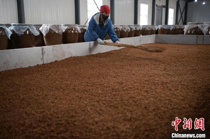 圖為5月10日，工作人員整理鋪撒的酒醅。九美旦增　攝