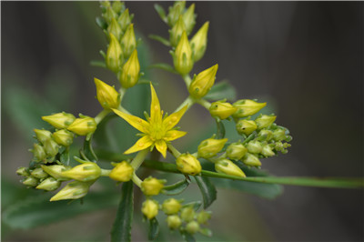 1736830902369138.jpg DSC_4679.JPG