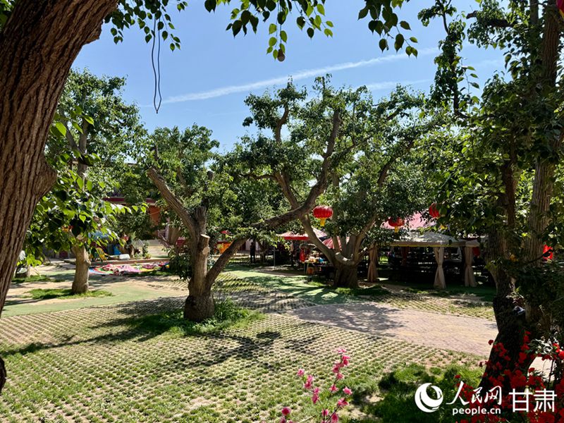 什川古梨園。人民網(wǎng)記者 焦隆攝