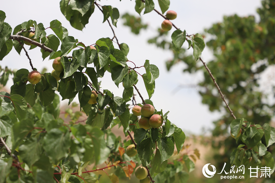 蘭溝村百畝杏林的杏子即將成熟。人民網(wǎng)記者 焦隆攝