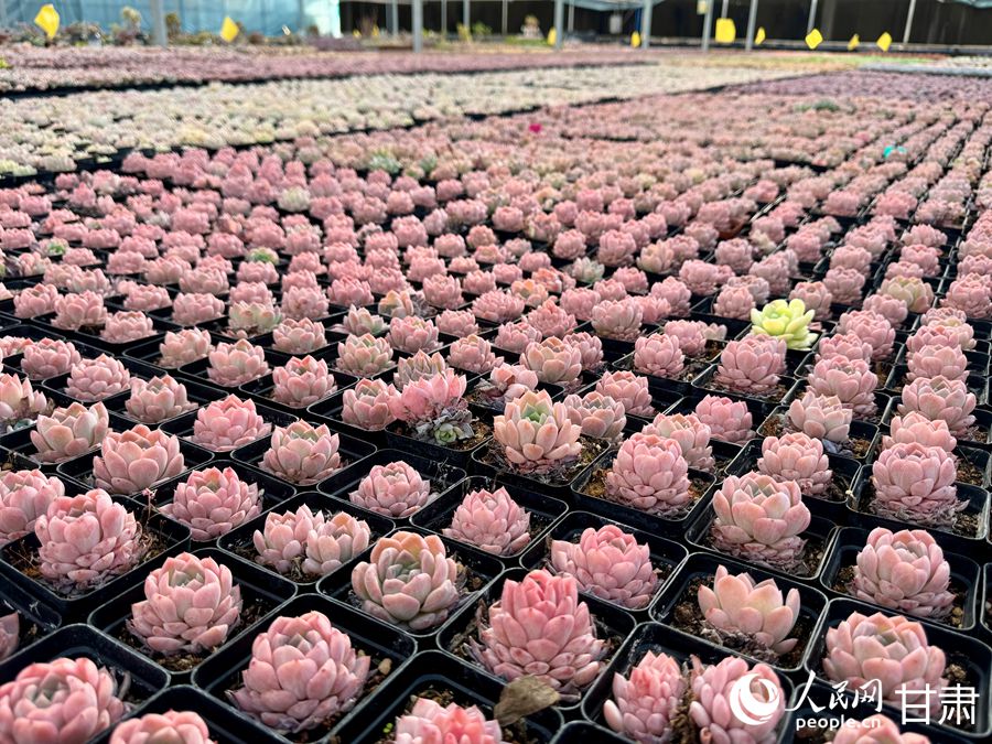 蘭州鑫源現(xiàn)代農(nóng)業(yè)休閑觀光旅游景區(qū)多肉大棚。人民網(wǎng)記者 焦隆攝