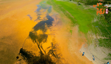 劉家峽黃河灘涂“潮汐樹(shù)”繪就大地奇觀