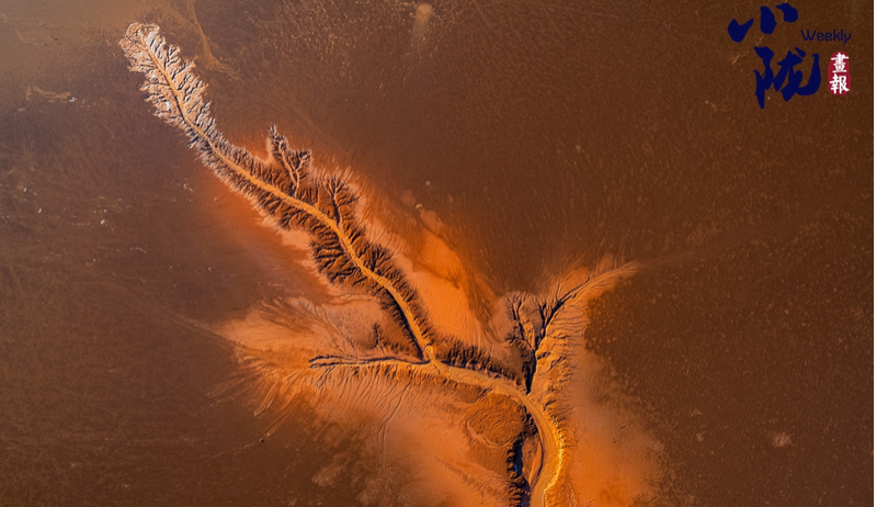 【小隴畫(huà)報(bào)·467期】劉家峽黃河灘涂“潮汐樹(shù)”繪就大地奇觀